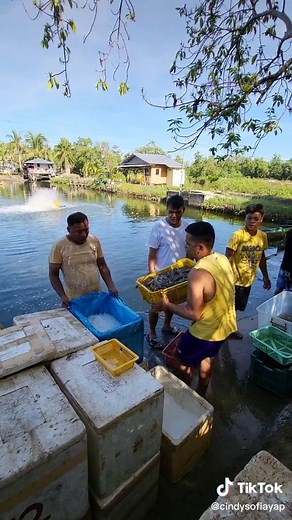 Shrimp Farming Updates and Innovations in the Philippines