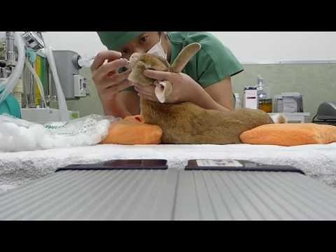 ウサギのブラインド気管挿管(Technique of blind tracheal intubation in rabbits)
