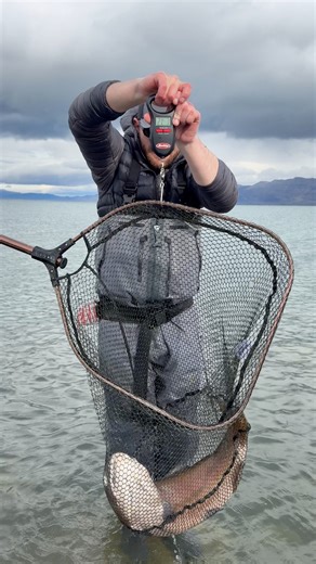 Trout Trap Flies on Reels