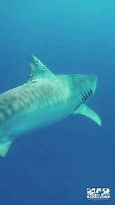 1.4K views · 39 reactions | ️麗 This male tiger shark was released...