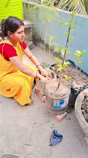 Tree plantation
