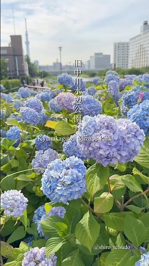 [Tokyo Stroll] A famous Tokyo spot where you can see the Tokyo Skytree, hydrangeas, and trains 💠 ...