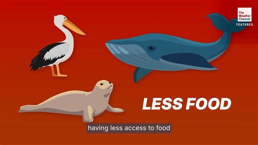 'The Blob' Returns: What Pacific Heat Wave Means For US