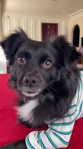 31K views · 1.9K reactions | This sweet puppy has a new shirt with a special pocket what do you think cute or not ? #cutepuppy #explorepage #cutepuppyvideos #dogsofinstagram #doglover #funnydogsofinstagram #puppydogs #foryoupageシ #instapuppy #dog #cutepets | Vaderthebordercollie | Facebook