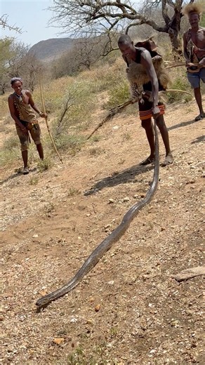 Playing with big python hunt