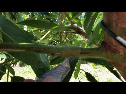 Step by step how to clone a Avocado tree.