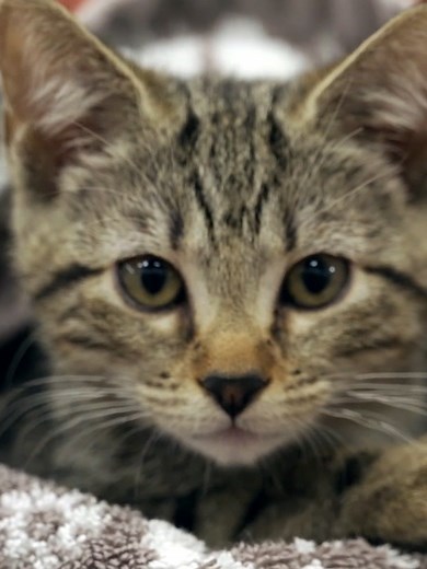 Fears stray kitten has worms! 🪱😬 #bondivet #cat #cats #kitten #kittens #cutecat #worms