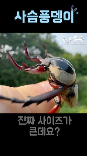 Goliath stag beetle 🪲👍 #nature #stagbeetle #stagbeetle #rareinsect