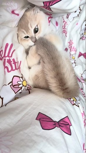다람냥