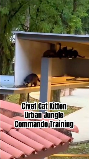 The Amazing Urban Jungle Skills of Civet Cat Kittens