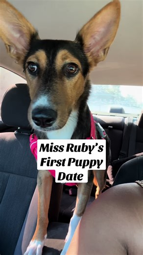 Today, Miss Ruby went on her first puppy date 🐶🥰I can’t lie, I was very nervous because initially she was trying to protect me but Elo and FeeFee made her feel comfortable and they played so well together. Don’t forget to subscribe to my youtube for the full puppy date❤️#fyp#rescuedog #rubyrajon #dogmom