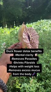 47 reactions · 7 comments | Jamaican Duck Flower  | Soulful Herbsand Spices | Facebook
