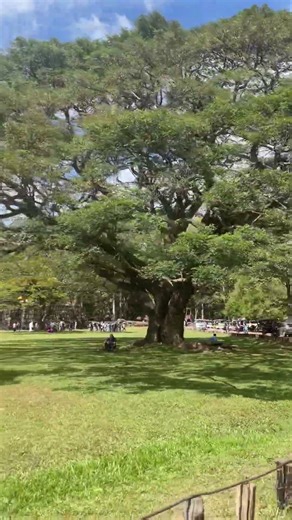 Amazing tour in Angkor Archaeological Park!