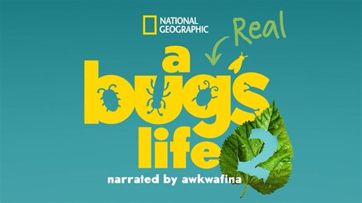 Little bugs, big stories. NatGeo's 'A Real Bug's Life' is back for season two