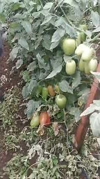 Tomate pony exprés