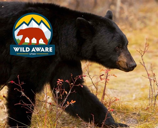 Bear Euthanized Following Biting Of Trail Runner In Big Cottonwood Canyon