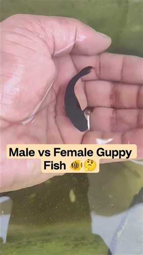 How To Identify Male and Female Fish Easily 🐠 #guppyfish #guppybreeding #fishingvideo #mollyfish #yt