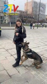 The dog from the Sălaj Forensic Science Center