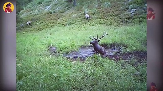 15 Merciless Wolves Shocking Their Prey With Ferocious Attacks