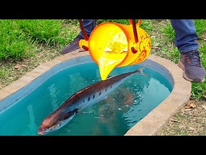 Experiment: Lava vs Fish Salmon in Underground Pool