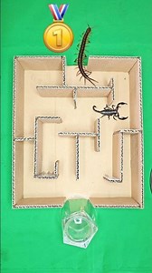 Insect Challenge Maze