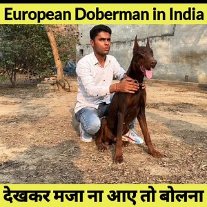 554K views · 10K reactions |  8979625828 EUROPEAN DOBERMAN in India #europeandoberman #europeandoberman #europeandobermanpuppy #doberman #doberman #dobermanlife | Sandhu Agrofarm | Facebook