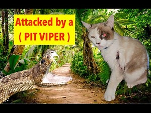 CATS CAN SURVIVE A POISONOUS SNAKE BITE /How our CAT SURVIVED with no Vet Visit or meds for 24 hours