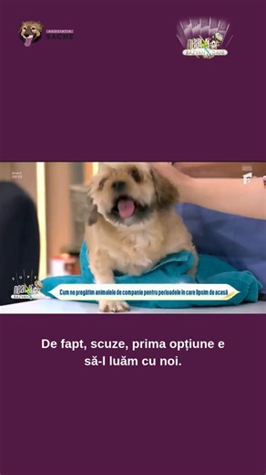 La Neatza cu Răzvan și Dani am vorbit despre un lucru pe care niciun bagaj nu-l poate cuprinde: câinele tău, cu ochii lui care te întreabă dacă te mai întorci din vacanță. Pentru că grija nu ia concediu. Iar responsabilitatea față de un animal nu se pune pe pauză doar pentru că bagajele sunt gata. Am vorbit despre opțiuni: de la cazare specializată și pet sitteri, până la pregătirea emoțională a câinelui pentru plecarea ta. Despre ce înseamnă să lași un suflet liniștit în urmă. Și nu cu vină, ci