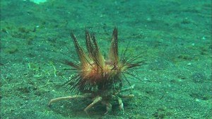 152K views · 1.2K reactions | Fashion can save your life. Just ask these crabs. | WIRED | Facebook