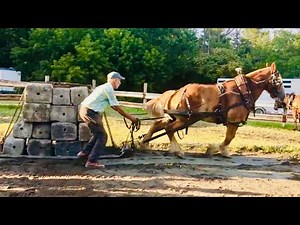 SINGLE HORSE PULL!!! // Battle of the Belgians: Lady vs. Bill
