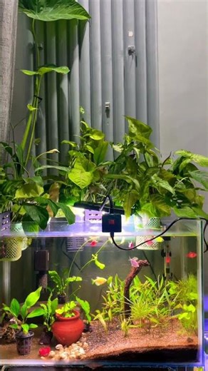 Anubias, java fern best for beginners! #aquarium #nature #fish #video #reels #shorts #trending #diy