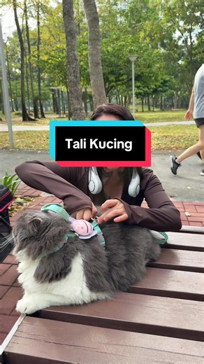 Tali Kucing: The Best Harness for Your Pet Cat
