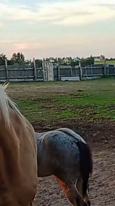 Amazing Horse #horses #reels #animal #horsesofinstagram #horseriding #horselove #instahorse #love #horselife #riding #horsebackriding #horsepowe | Jolie Russel