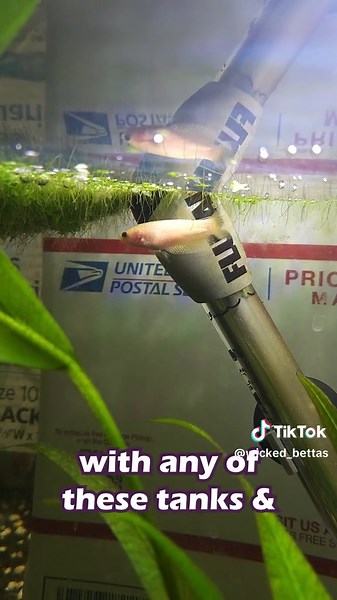 Betta Fish Tank Mates: Choosing the Best Companions for Your Betta