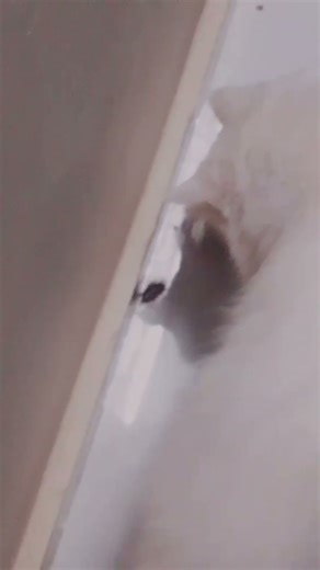 attack on cockroach 🪳🥶