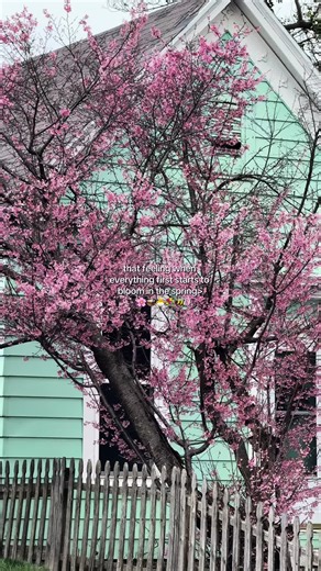 It’s SUCH a serotonin boost when you start to see those pretty flowers showing their beautiful faces! 🌸💐 #spring #springtime #springblooms #springstorm #rainyday