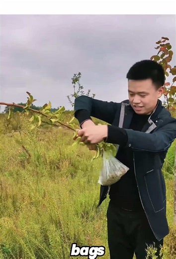 How Hanging Bags on Trees Can Make You Rich