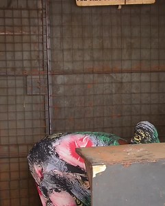 1.1M views · 91K reactions | Happy Mothers Day Vs Happy Fathers Day 藍藍藍藍藍藍藍藍藍藍藍藍藍藍藍藍藍藍藍藍藍藍藍 | MCA Tricky | Facebook