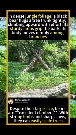 Black Bear Climbs Tree In Dense Jungle | Surprising Animal Agility#Wildlife #BlackBear