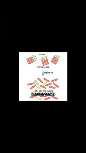 How Your Body Turns Food Into Poop