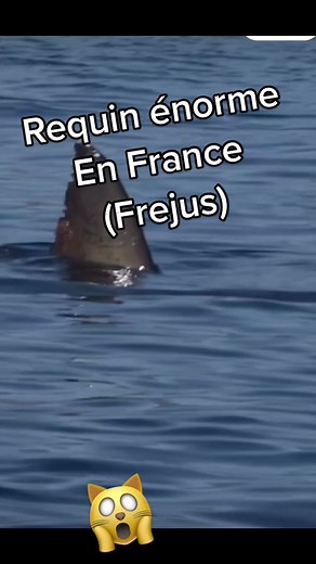 Requin énorme à Saint Raphaël en 2023 !