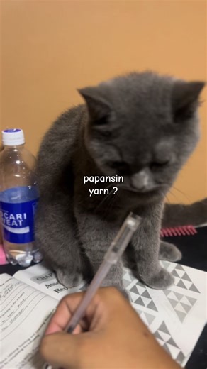 papansin yan sya HAHAHAHA #cat #britishshorthair