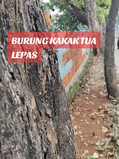 Burung kakak ini #bird #pagi