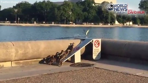 65K views · 2.2K reactions | DUCK, DUCK, DIP: In order to help the...