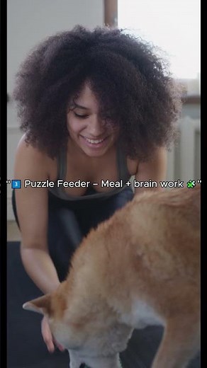 5 Fun Brain Games for Smart Dogs 🧩 | Mental Stimulation at Home