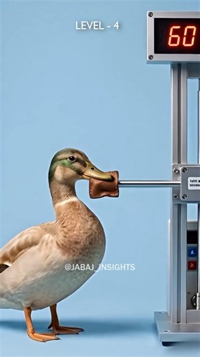 Bird Bite Force Ranked