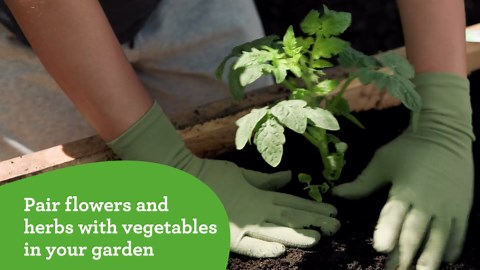 Bonnie Plants Onion Chives - 4 Pack Live Plants, Perennial in Zones 3 - 10, Non-Gmo, Great for Salads, Soups, Potatoes & More