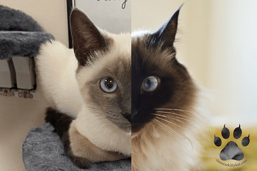 Balinese vs. Siamese Cats: 7 Differences and Similarities