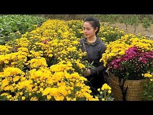 3 days of harvesting flowers, eggplants, tomatoes, and papayas to sell at the market - gardening