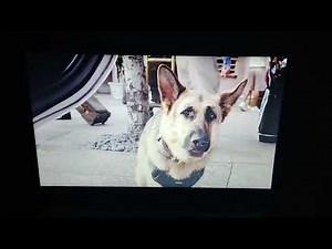 Beverly Hills chihuahua 3: Viva la fiesta Jenny and Oscar gets arrested